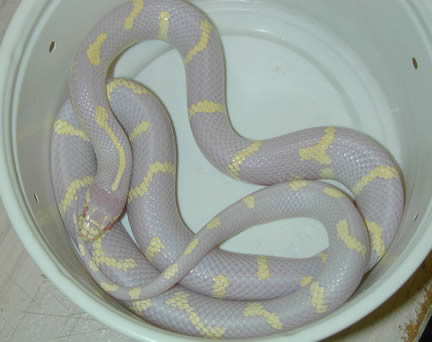  Albino California Kingsnakes ID = 