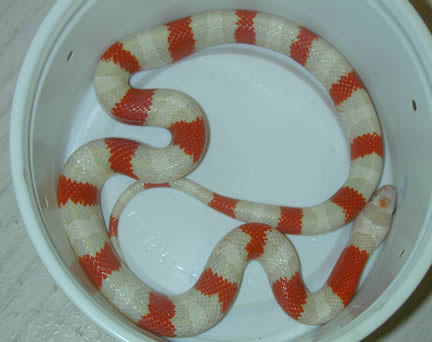  Albino Queretaro Kingsnake ID = 