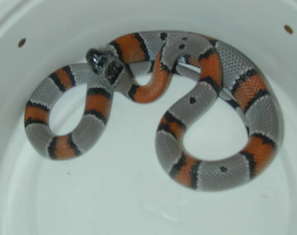  Grey Banded Kingsnakes ID = 