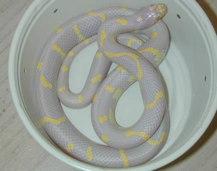  Albino California Kingsnakes ID = 