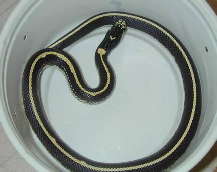  Striped California Kingsnakes ID = 