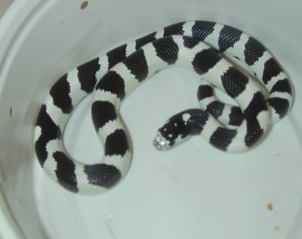  50/50 California Kingsnakes ID = 