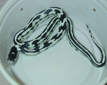  California Kingsnakes ID = 