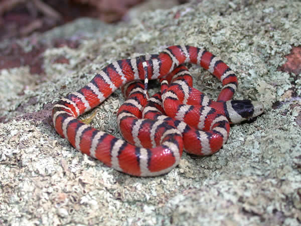  Lampropeltis pyromelana pyromelana ID = 