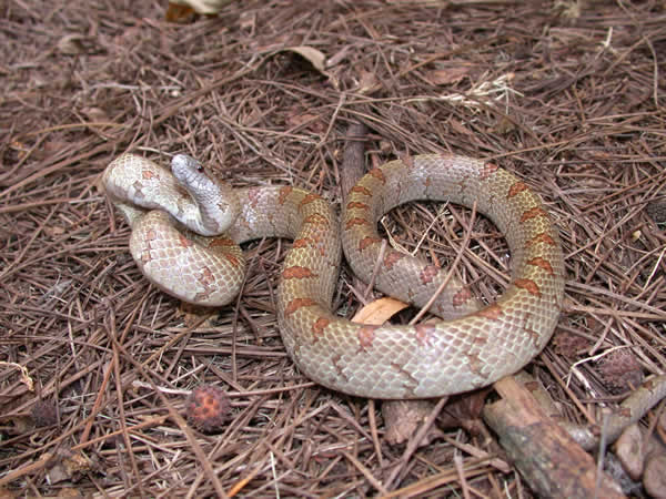  Lampropeltis calligaster rhombomaculata ID = 