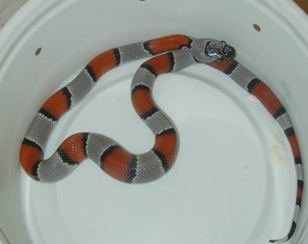  Grey Banded Kingsnakes ID = 