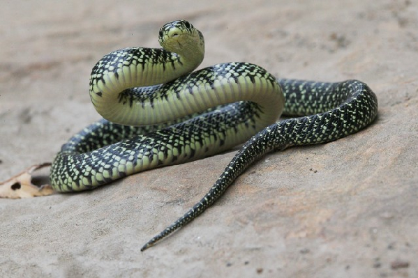  Lampropeltis getula holbrooki ID = 