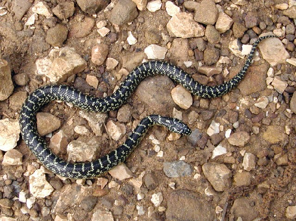  Lampropeltis getula holbrooki ID = 