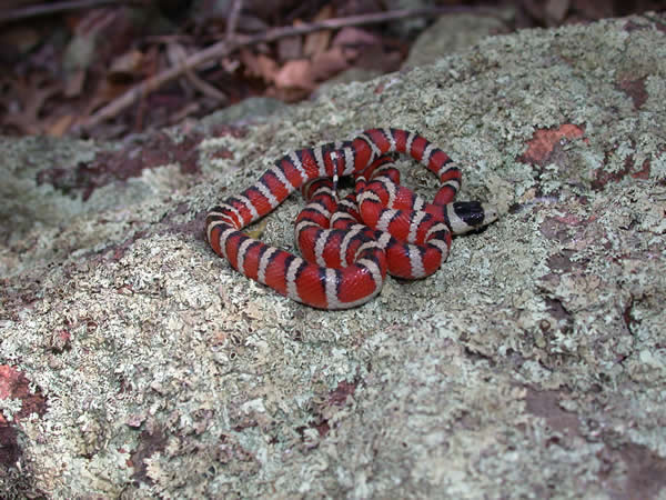  Lampropeltis pyromelana pyromelana ID = 