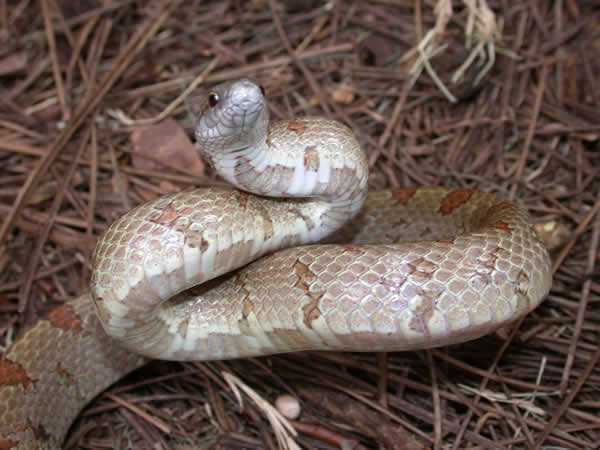  Lampropeltis calligaster rhombomaculata ID = 