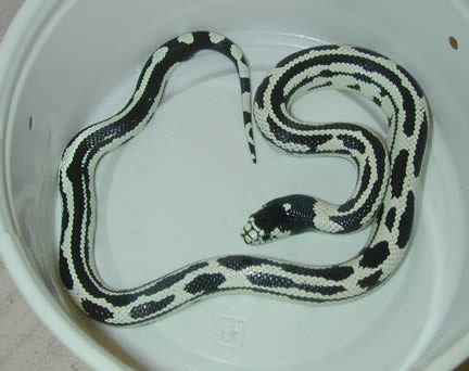  California Kingsnakes ID = 