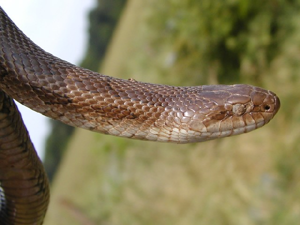  Lampropeltis calligaster calligaster ID = 