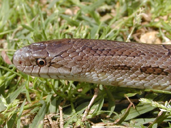  Lampropeltis calligaster calligaster ID = 