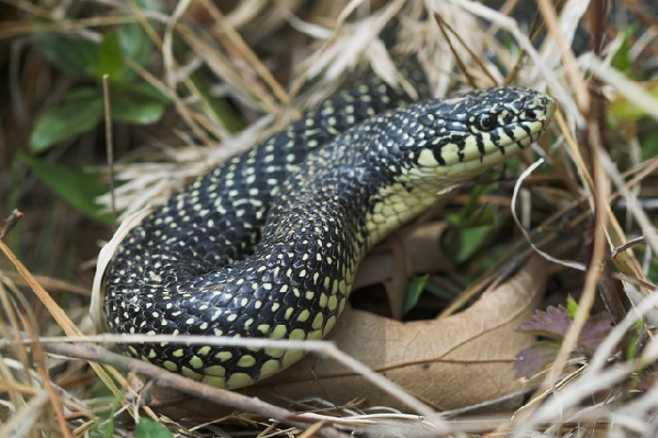  Lampropeltis getula holbrooki ID = 