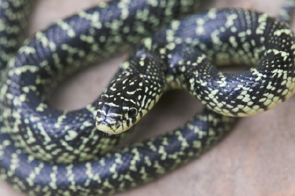  Lampropeltis getula holbrooki ID = 