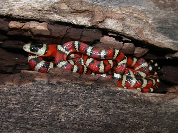  Lampropeltis pyromelana pyromelana ID = 