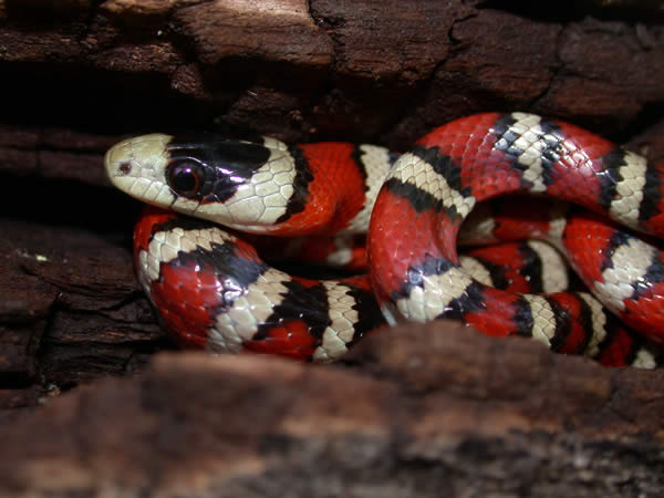  Lampropeltis pyromelana pyromelana ID = 