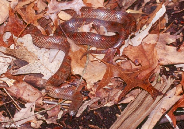  Lampropeltis calligaster rhombomaculata ID = 