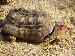 Testudo denticulata Testudo denticulata