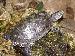Pseudemis scripta elegans Pseudemis scripta elegans