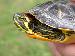 Trachemys scripta scripta