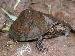 Sternotherus minor peltifer Sternotherus minor peltifer