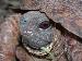 Terrapene ornata luteola Terrapene ornata luteola