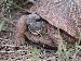 Terrapene ornata luteola Terrapene ornata luteola