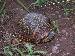 Terrapene ornata luteola Terrapene ornata luteola