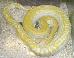 Python m. bivittatus Python m. bivittatus