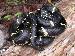 Lampropeltis getula getula