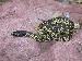 Lampropeltis getula splendida Lampropeltis getula splendida