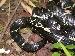 Lampropeltis getula getula