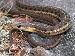 Thamnophis sirtalis pallidulus