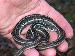 Thamnophis sirtalis similis