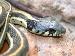 Thamnophis cyrtopsis cyrtopsis