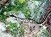 Thamnophis sirtalis ssp.