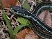 Thamnophis sirtalis similis