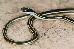 Thamnophis proximus proximus