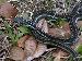 Thamnophis sirtalis similis