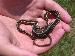 Thamnophis sauritus sauritus Thamnophis sauritus sauritus