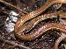 Thamnophis sauritus sackenii