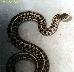 Thamnophis marcianus marcianus