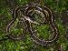 Thamnophis sirtalis sirtalis