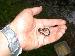 Thamnophis sirtalis sirtalis Thamnophis sirtalis sirtalis