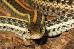 Thamnophis radix