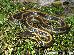 Thamnophis atratus zaxanthus