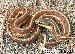 Thamnophis elegans terrestris