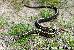 Thamnophis sirtalis concinnus