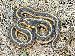 Thamnophis sirtalis fitchi